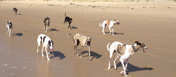 Greyhound contact