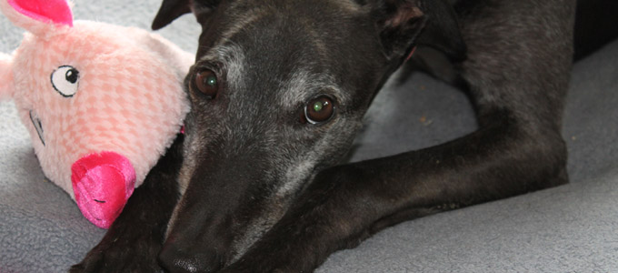 Greyhound donate