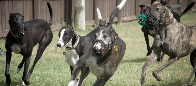 Greyhound subscribe