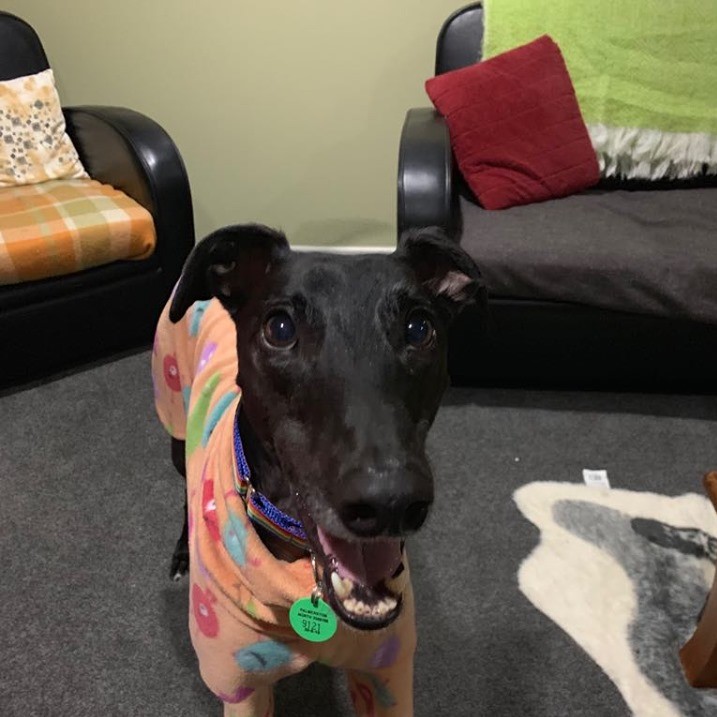 Foster Carers Wanted! | Greyhounds as Pets