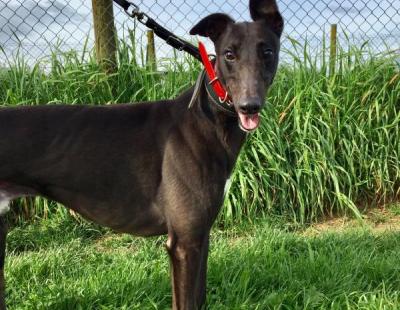 Dogs for Adoption | Greyhounds as Pets