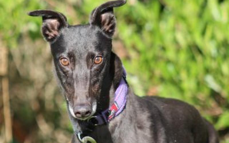 Dog - Details | Greyhounds as Pets